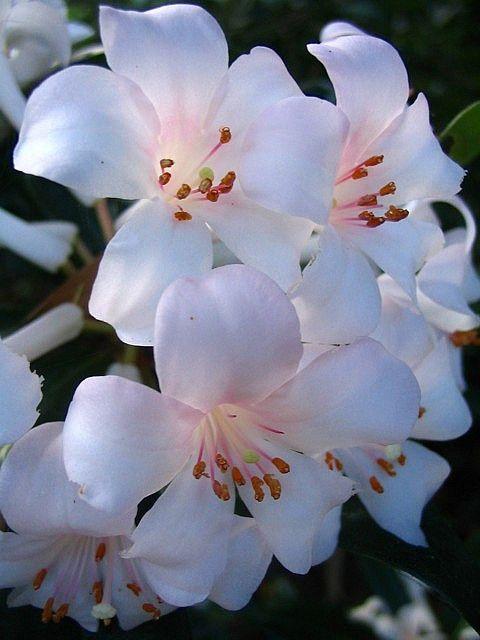 Meadow's Embrace Rustic Blossom Medley